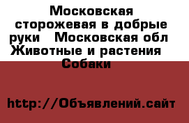 Московская сторожевая в добрые руки - Московская обл. Животные и растения » Собаки   
